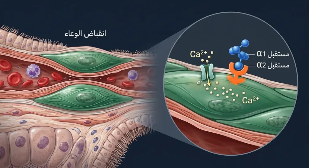 مخطط علمي واقعي يُظهر ارتباط دواء الأوكسي ميتازولين بمستقبلات ألفا في جدار الوعاء الدموي وانقباض العضلة الملساء