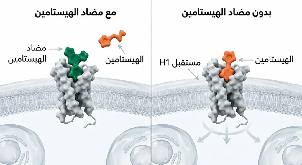 رسم علمي واقعي يُظهر مضاد الهيستامين وهو يسد مستقبل H1 قبل وصول الهيستامين إليه