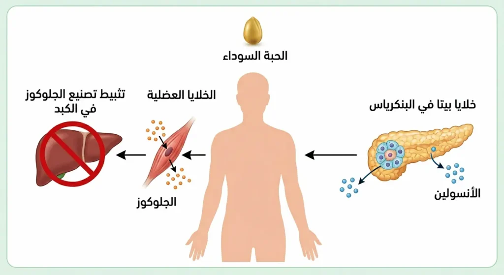  رسم توضيحي طبي يُظهر آلية عمل الحبة السوداء في تنظيم سكر الدم عبر تحفيز إفراز الأنسولين من البنكرياس وزيادة امتصاص الجلوكوز وتثبيط تصنيعه في الكبد