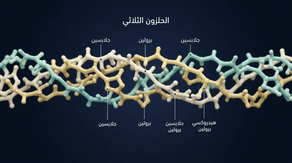 رسم ثلاثي الأبعاد واقعي يوضّح البنية الحلزونية الثلاثية لجزيء الكولاجين مع تحديد مواقع الأحماض الأمينية الرئيسة
