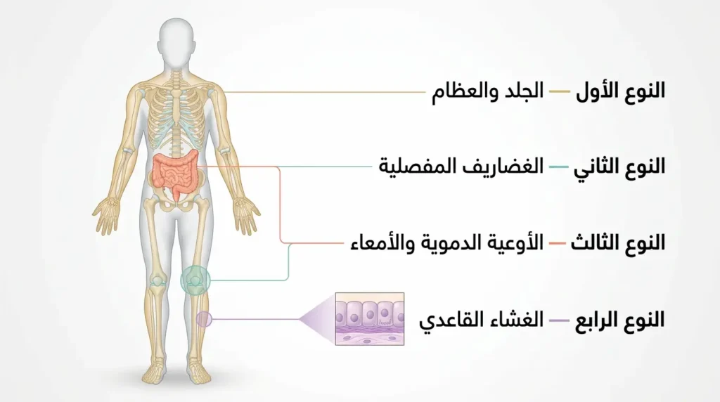 رسم توضيحي طبي يُظهر توزيع أنواع الكولاجين الأربعة الرئيسة في الجسم البشري