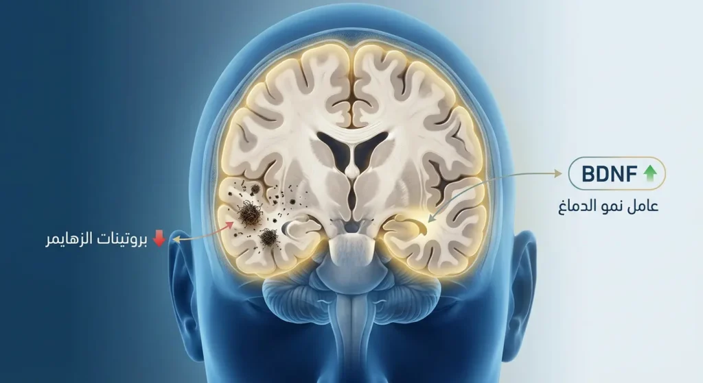 صورة توضيحية لدماغ بشري توضح تأثير الكركمين في تحفيز عامل نمو الدماغ BDNF وتقليل تراكم بروتينات الزهايمر