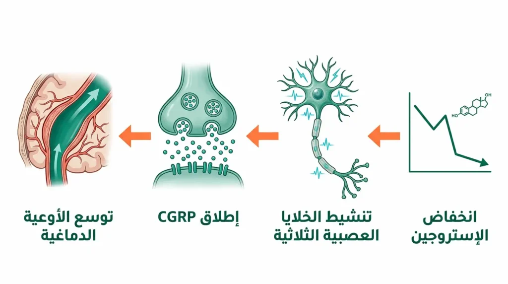 مخطط علمي يوضح كيف يُطلق انخفاض الإستروجين بروتين CGRP ويُحفز الشقيقة