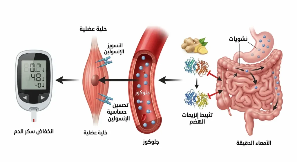 رسم توضيحي طبي يوضح ثلاث آليات لتأثير الزنجبيل على خفض سكر الدم من تثبيط هضم النشويات إلى تحسين حساسية الإنسولين