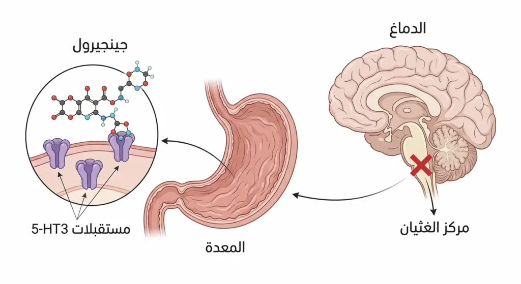 رسم توضيحي طبي يوضح آلية عمل الجينجيرول في حجب مستقبلات السيروتونين 5-HT3 في المعدة والدماغ لتخفيف الغثيان