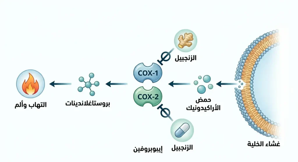 مخطط توضيحي يقارن بين آلية عمل الزنجبيل والإيبوبروفين في تثبيط إنزيمات COX-1 وCOX-2 لتقليل الالتهاب والألم