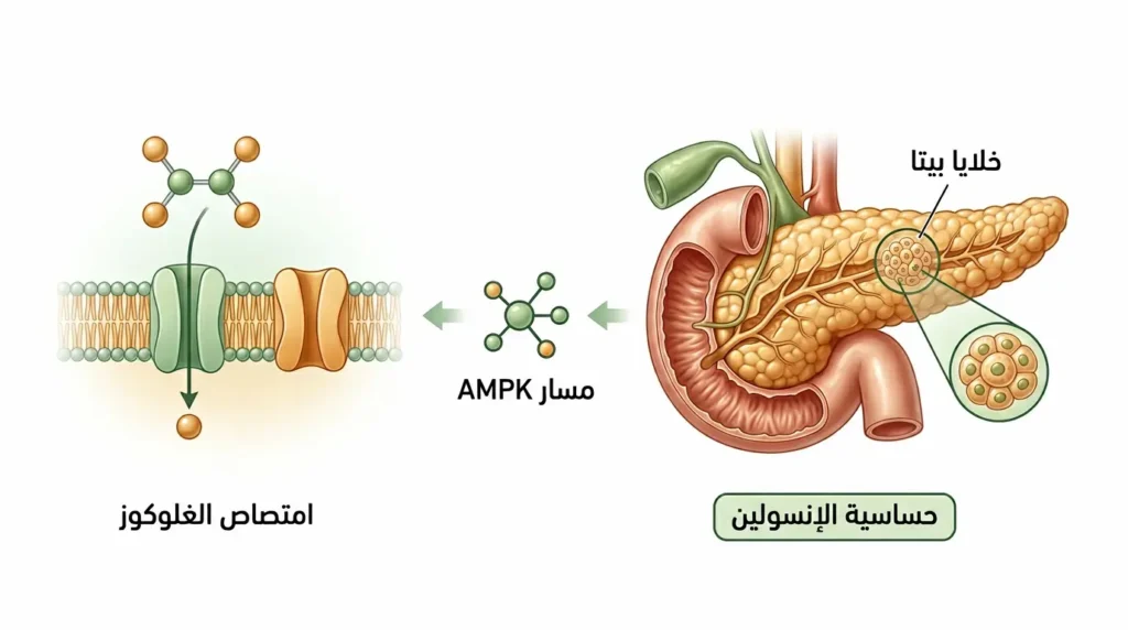 رسم طبي توضيحي يُظهر البنكرياس وخلايا بيتا ومسار AMPK وعملية امتصاص الغلوكوز مع بيان دور الشاي الأخضر في تحسين حساسية الإنسولين