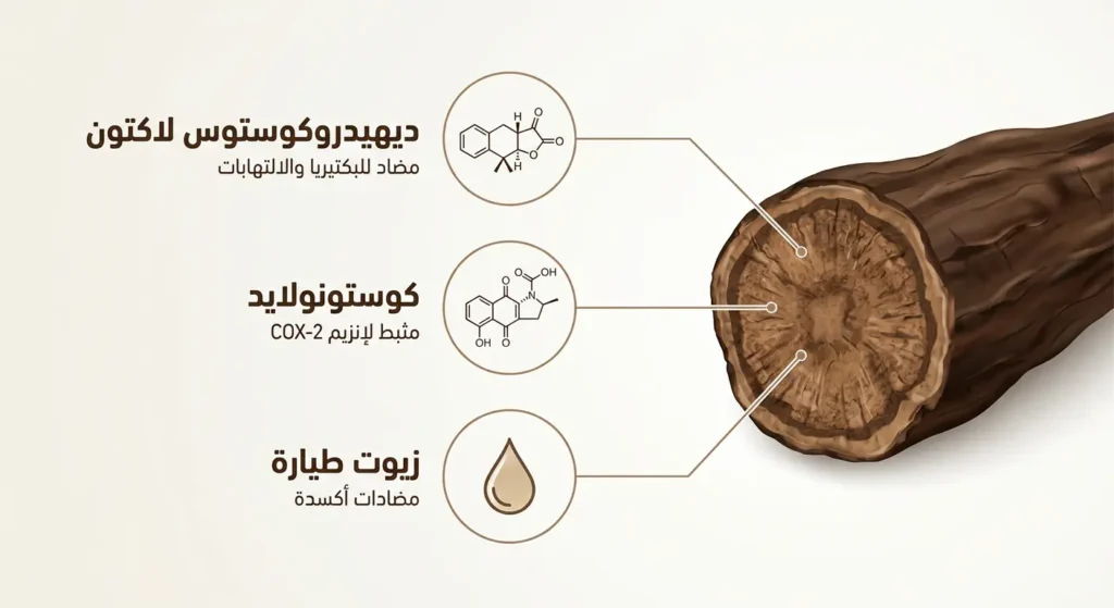  رسم توضيحي علمي يوضح المركبات الكيميائية النشطة في جذور القسط الهندي وهي ديهيدروكوستوس لاكتون وكوستونولايد والزيوت الطيارة مع وظائف كل مركب