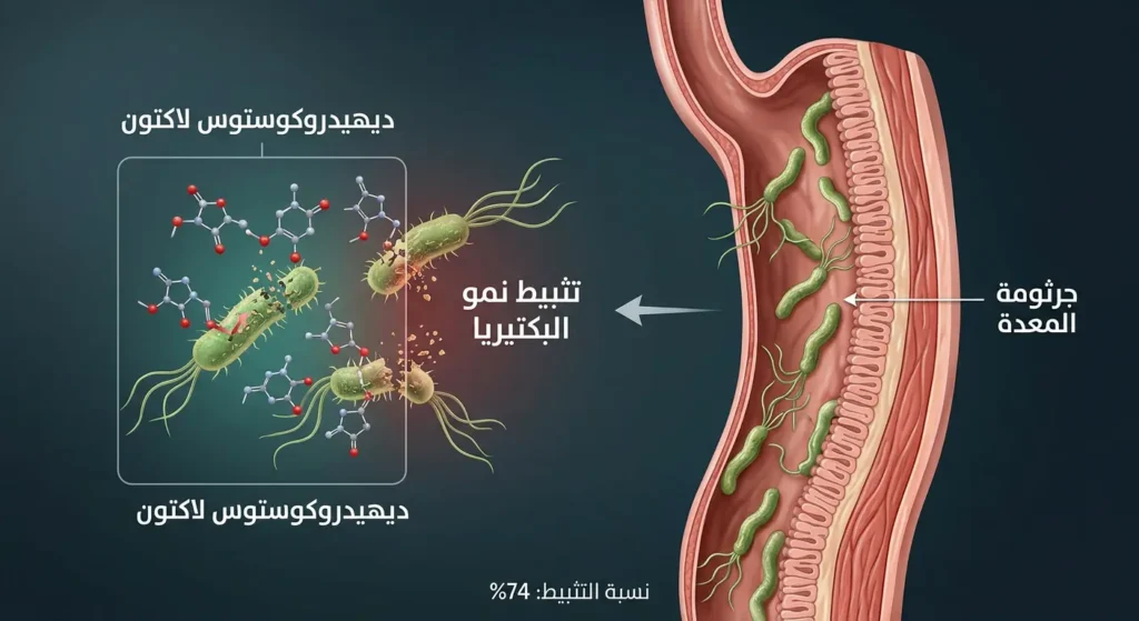 رسم علمي يوضح كيفية مكافحة مركب ديهيدروكوستوس لاكتون الموجود في القسط الهندي لجرثومة المعدة عبر تعطيل جدار خليتها بنسبة تثبيط 74 بالمئة