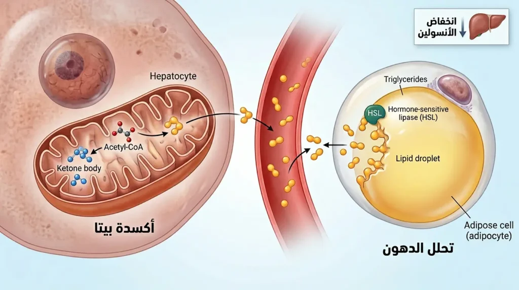 رسم طبي واقعي يوضح آلية تحلل الدهون في الخلية الشحمية ودخول الأحماض الدهنية إلى الميتوكوندريا لإنتاج الكيتونات عبر الأكسدة بيتا أثناء الصيام