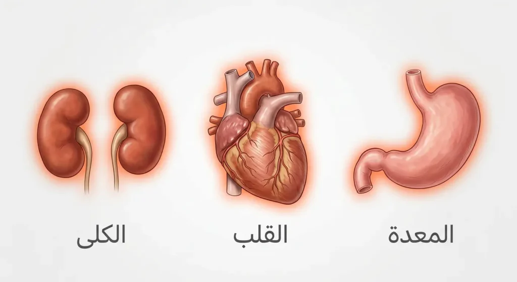 رسم تشريحي مبسط يوضح تأثير مضادات الالتهاب على المعدة والقلب والكلى