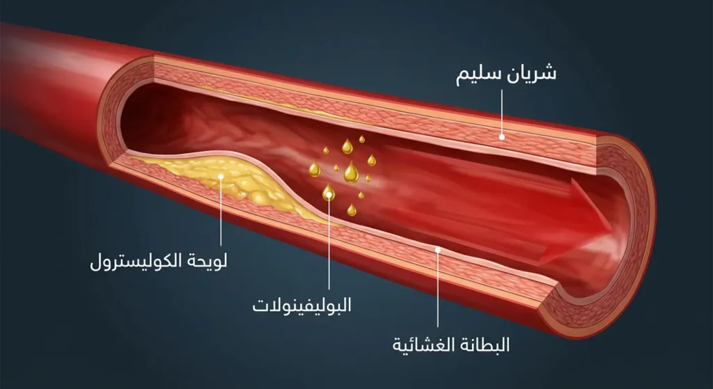 مقطع عرضي في شريان دموي يوضح مقارنة بين شريان صحي محمي بزيت الزيتون وآخر متضرر بلويحات الكوليسترول