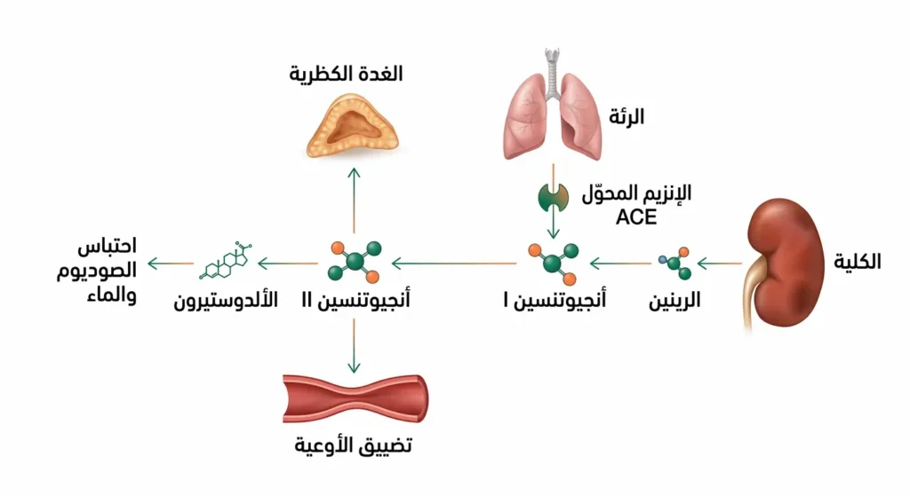 رسم توضيحي يُظهر خطوات عمل منظومة الرينين أنجيوتنسين ألدوستيرون من الكلية إلى تضييق الأوعية واحتباس الصوديوم والماء