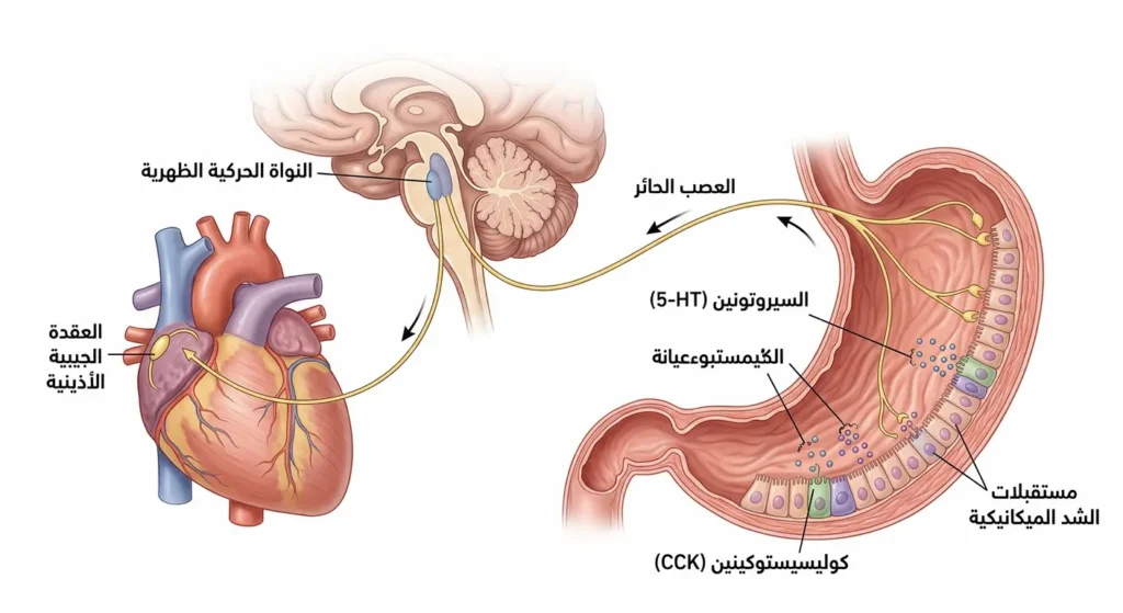 رسم علمي واقعي يُوضح المسار العصبي لمتلازمة رومهيلد من مستقبلات الشد في المعدة عبر العصب الحائر إلى النواة الحركية الظهرية ثم العقدة الجيبية الأذينية في القلب