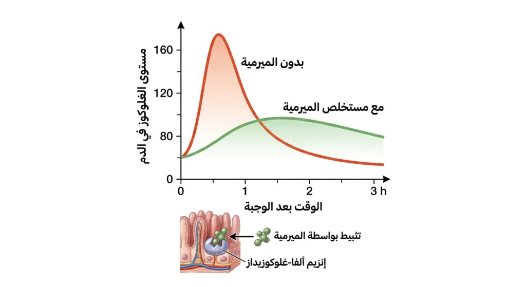 رسم بياني طبي يقارن بين مستويات الغلوكوز في الدم بعد الوجبة مع وبدون مستخلص الميرمية ويوضح آلية تثبيط إنزيم ألفا-غلوكوزيداز