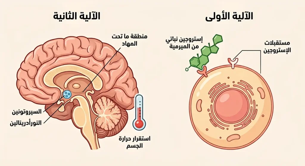 رسم توضيحي طبي يوضح آليتي عمل الميرمية في تخفيف الهبات الساخنة عند انقطاع الطمث من خلال التأثير الإستروجيني النباتي وتعديل نشاط منطقة ما تحت المهاد