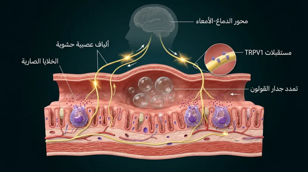 تصيير ثلاثي الأبعاد واقعي يوضح فرط الحساسية الحشوية في القولون العصبي مع الخلايا الصارية النشطة والألياف العصبية الحشوية المُتحسسة ومستقبلات TRPV1 ومحور الدماغ-الأمعاء