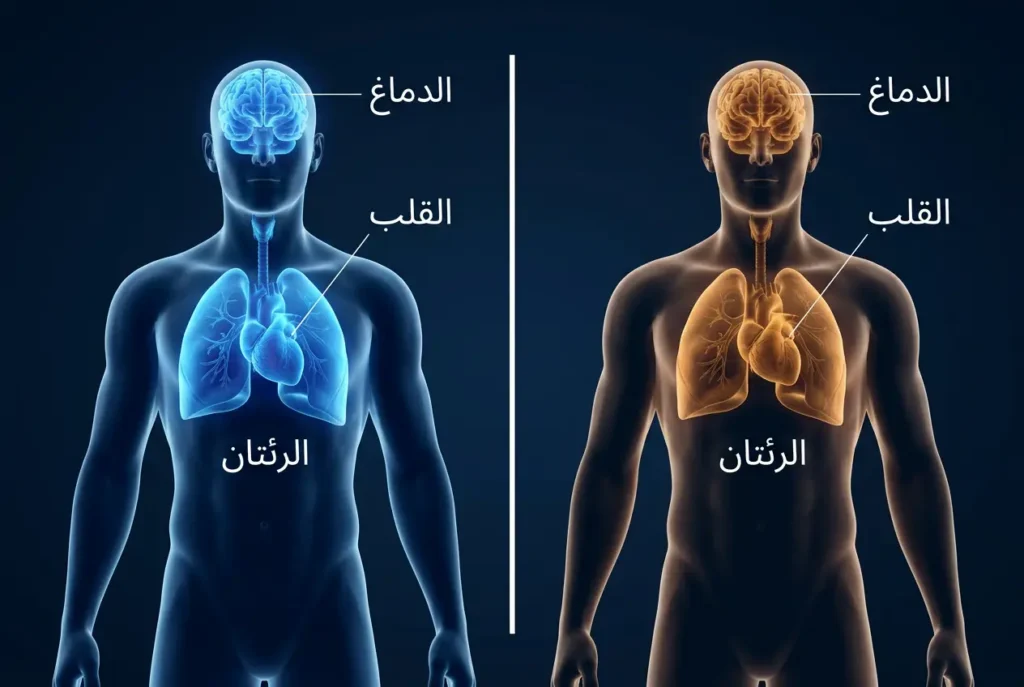 رسم طبي ثلاثي الأبعاد يقارن بين العمر البيولوجي الصحي والمتسارع للدماغ والقلب والرئتين