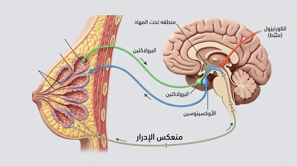 رسم طبي ثلاثي الأبعاد يوضح المسار الهرموني لإنتاج حليب الأم وإدراره من الدماغ إلى الثدي