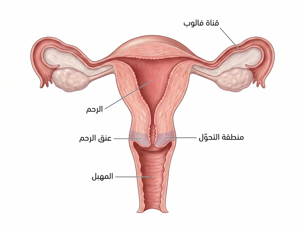 رسم تشريحي واقعي للجهاز التناسلي الأنثوي يُوضّح موقع عنق الرحم ومنطقة التحوّل حيث ينشأ سرطان عنق الرحم
