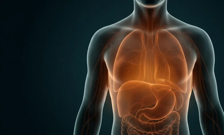 غلاف مقال طبي يُظهر جسماً بشرياً شبه شفاف تتوهج من داخله أضواء برتقالية دافئة تمثل الالتهاب المزمن الجهازي الصامت
