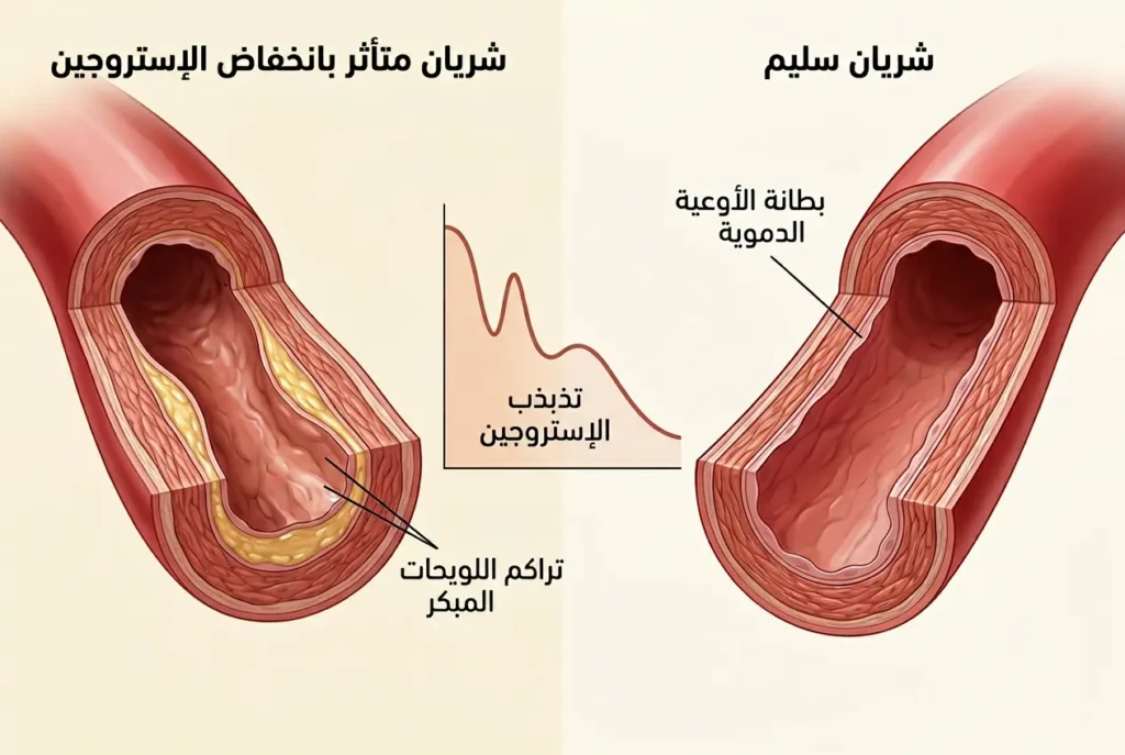 رسم طبي مقارن يُظهر شريان سليم ومرن مقابل شريان يبدأ بالتأثر مع انخفاض الإستروجين خلال فترة ما قبل انقطاع الطمث