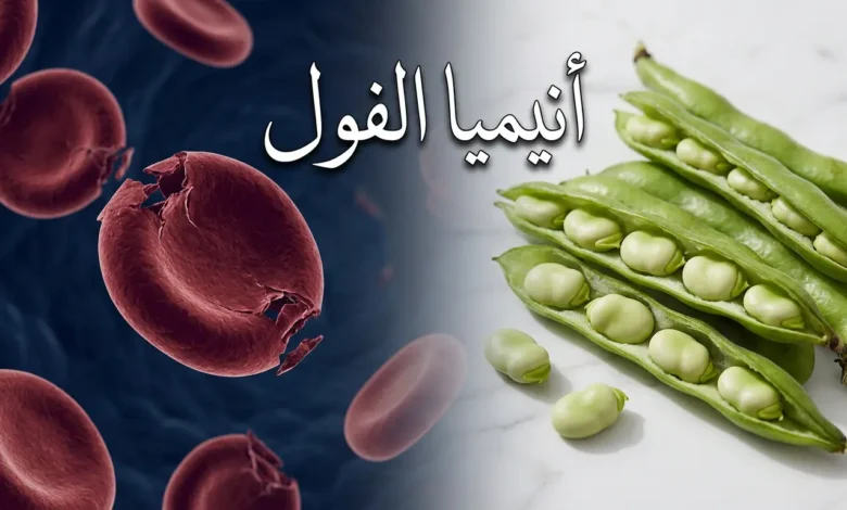 صورة غلاف لمقال أنيميا الفول تجمع بين حبوب الفول الطازجة وخلية دم حمراء متضررة