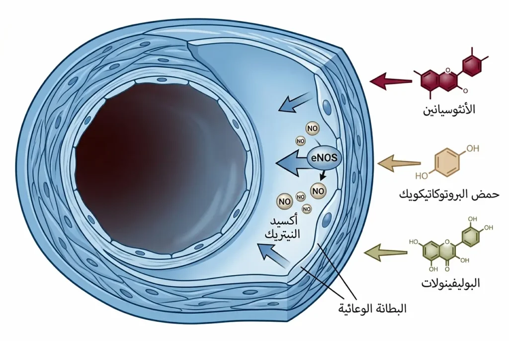 رسم توضيحي طبي يُظهر مركبات الكركديه الفعالة وتأثيرها على البطانة الوعائية وإنتاج أكسيد النيتريك