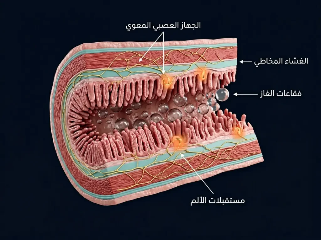 مقطع تشريحي ثلاثي الأبعاد لجدار أمعاء الرضيع يُظهر الجهاز العصبي المعوي ومستقبلات الألم وفقاعات الغاز داخل التجويف