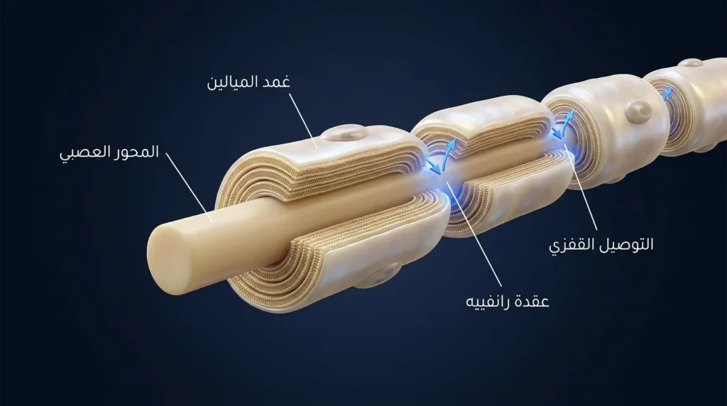رسم طبي ثلاثي الأبعاد واقعي يوضح بنية الليف العصبي المغلف بغمد الميالين وعُقد رانفييه وآلية التوصيل القفزي للإشارة العصبية