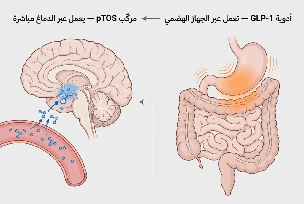 مقارنة بين آلية عمل أدوية GLP-1 عبر الجهاز الهضمي وآلية مركّب pTOS عبر الدماغ مباشرة