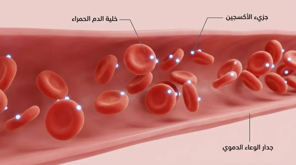 تصوير ثلاثي الأبعاد لخلايا الدم الحمراء داخل الوعاء الدموي وهي تحمل الأكسجين