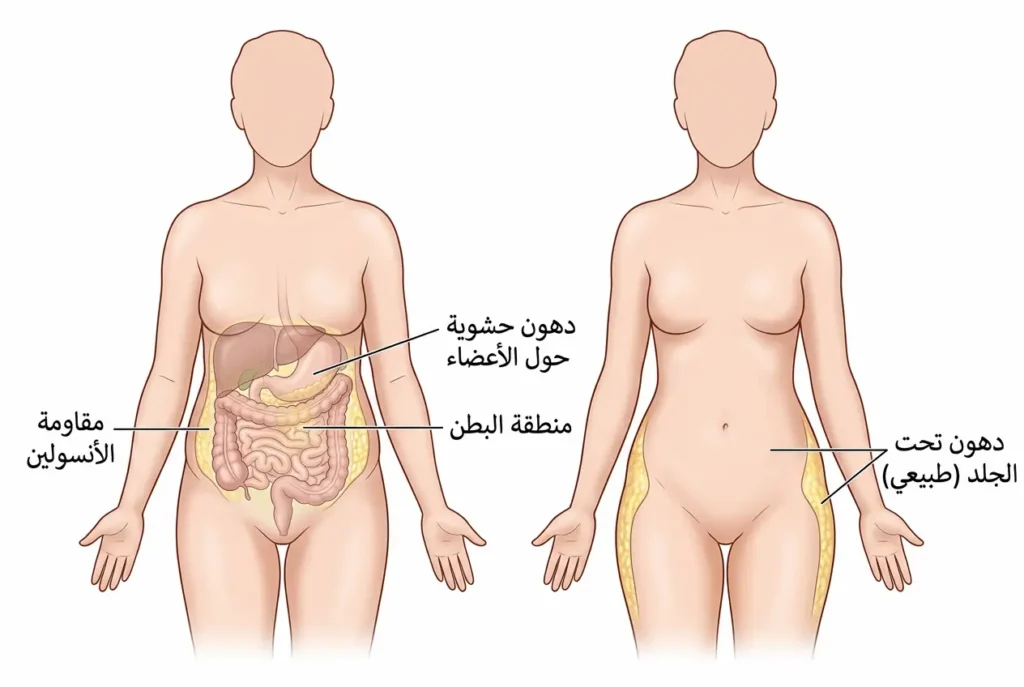 رسم طبي مقارن يُظهر توزيع الدهون في جسم المرأة قبل وخلال فترة ما قبل انقطاع الطمث، مع إبراز تراكم الدهون الحشوية حول الأعضاء