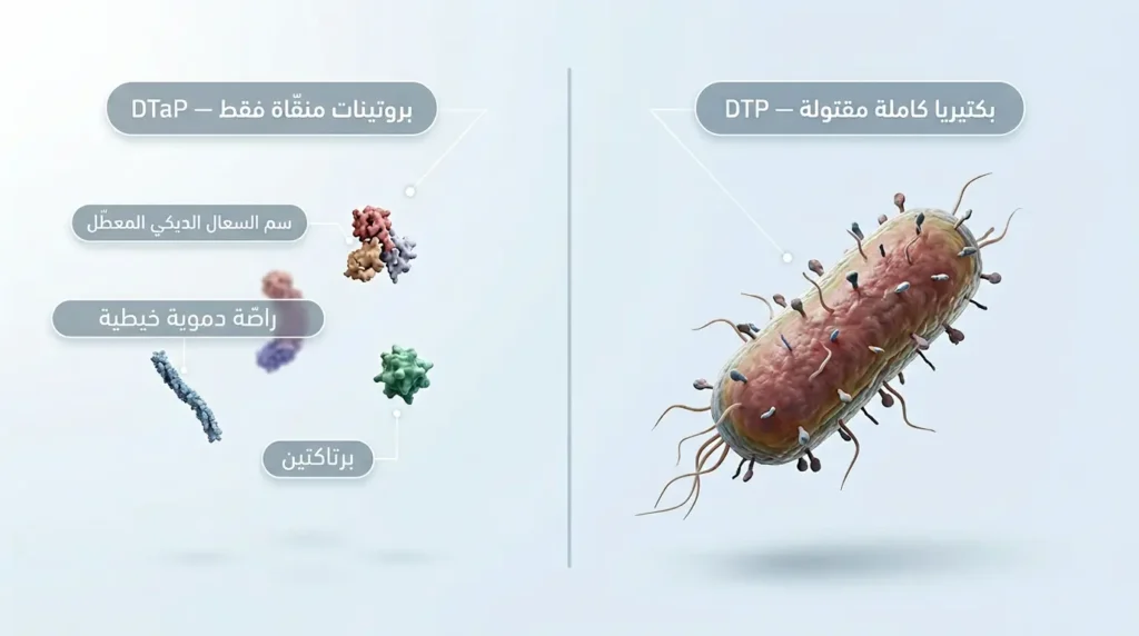 رسم طبي واقعي يوضح الفرق بين لقاح DTP الخلوي الكامل ولقاح DTaP اللاخلوي من حيث المكونات البكتيرية