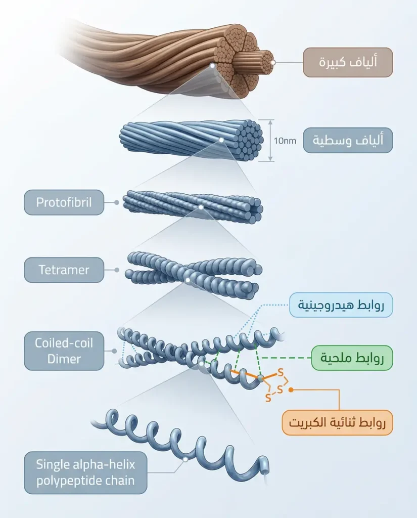 رسم طبي يوضح البنية الهرمية لألياف الكيراتين داخل الشعرة وأنواع الروابط الكيميائية الثلاثة التي تحكمها