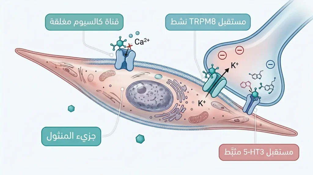 رسم طبي واقعي لخلية عضلية ملساء معوية يوضّح ثلاثة أهداف جزيئية للمنثول: قناة الكالسيوم المغلقة ومستقبل TRPM8 النشط ومستقبل السيروتونين المثبّط