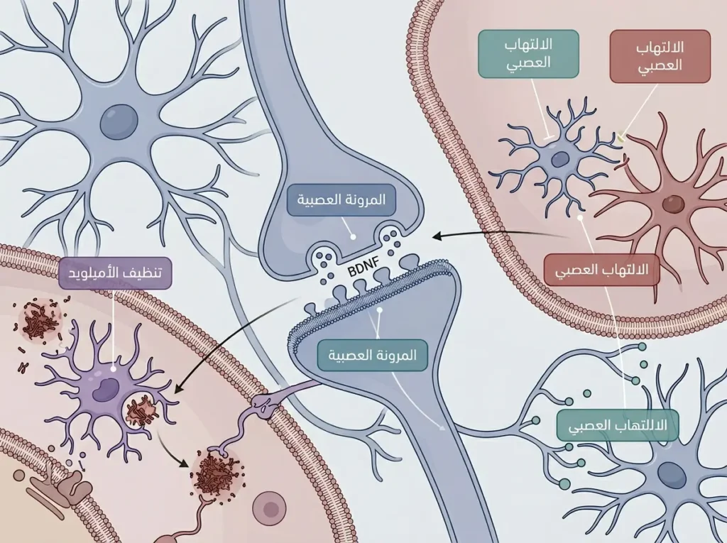 رسم طبي يوضح المسارات الجزيئية الأساسية التي تربط حمية مايند بخفض الالتهاب العصبي ودعم المرونة العصبية وتنظيف الأميلويد.