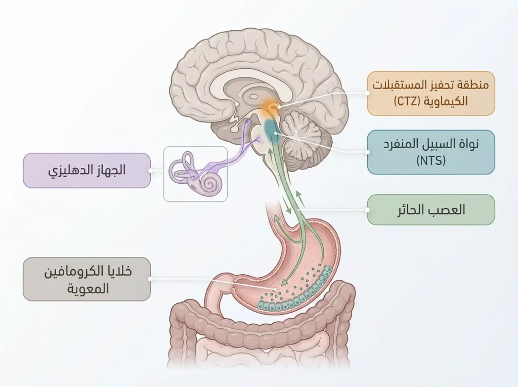 رسم توضيحي طبي واقعي يُظهر المسارات العصبية المسؤولة عن الغثيان شاملاً منطقة CTZ ونواة NTS والعصب الحائر والجهاز الدهليزي وخلايا الكرومافين المعوية