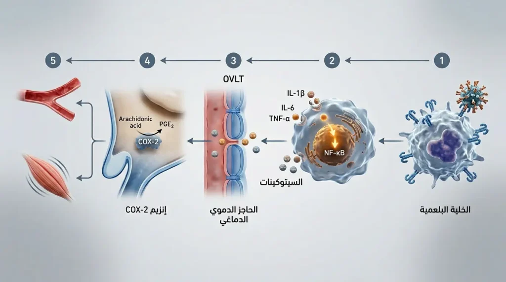 رسم ثلاثي الأبعاد واقعي يوضّح المسار المناعي العصبي الكامل من اكتشاف الخلية البلعمية للعامل الممرض حتى تفعيل الارتعاش عبر السيتوكينات والحاجز الدموي الدماغي وإنزيم COX-2
