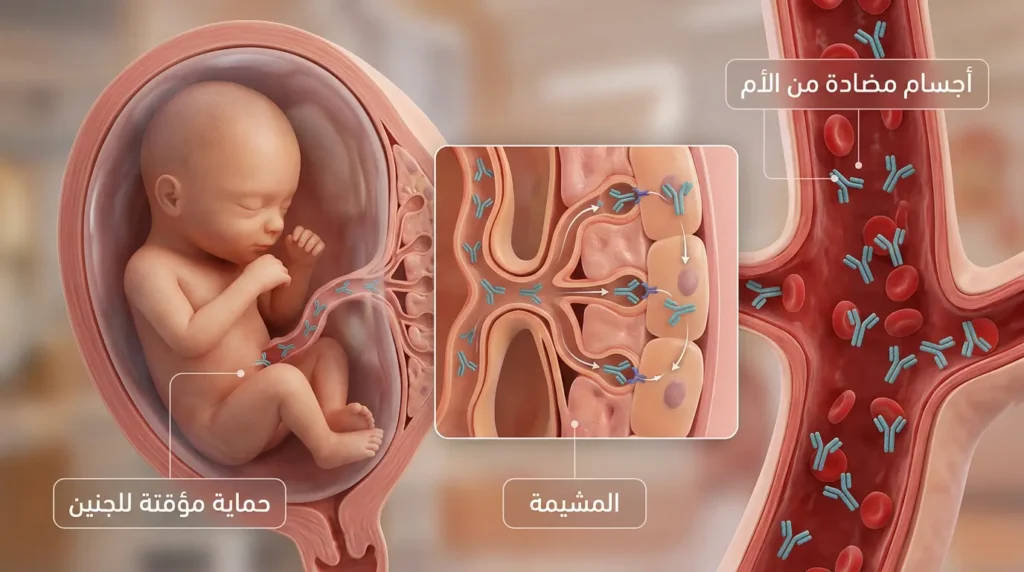 رسم ثلاثي الأبعاد واقعي يوضح انتقال الأجسام المضادة من الأم الحامل بعد لقاح Tdap عبر المشيمة إلى الجنين