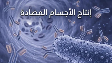 صورة غلاف ثلاثية الأبعاد واقعية تُظهر أجساماً مضادة على شكل حرف Y ترتبط بمستضدات بكتيرية داخل وعاء دموي مع عنوان إنتاج الأجسام المضادة.