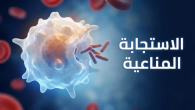 صورة توضيحية واقعية تُظهر خلية بلعمية (ماكروفاج) تتفاعل مع بكتيريا داخل مجرى الدم كتمثيل بصري للاستجابة المناعية في جسم الإنسان