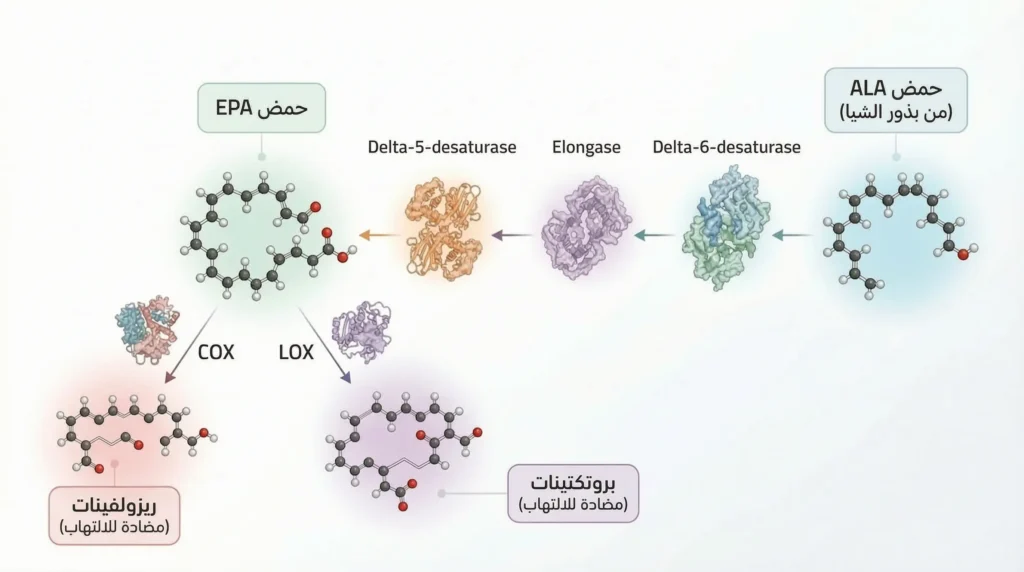 مخطط علمي يوضح مسار التحويل الإنزيمي لحمض ألفا-لينولينيك من بذور الشيا إلى حمض EPA ثم إلى الريزولفينات والبروتكتينات المضادة للالتهاب