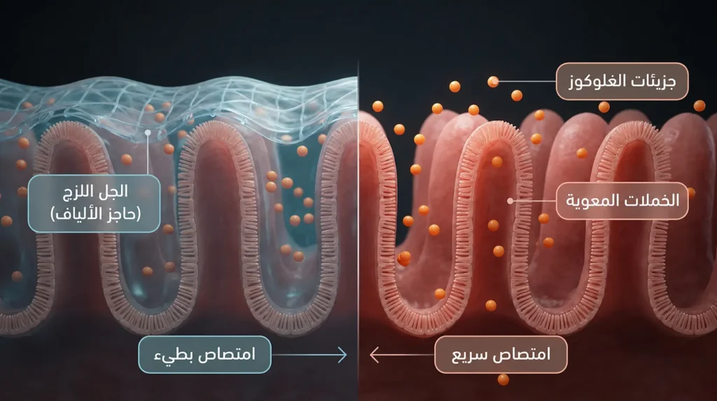رسم ثلاثي الأبعاد يقارن بين امتصاص الغلوكوز السريع في الأمعاء الدقيقة دون ألياف وامتصاصه البطيء بوجود جل بذور الشيا اللزج