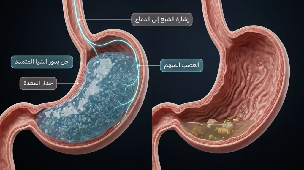 مقارنة ثلاثية الأبعاد بين المعدة الفارغة والمعدة الممتلئة بجل بذور الشيا المتمدد مع توضيح إشارة الشبع عبر العصب المبهم