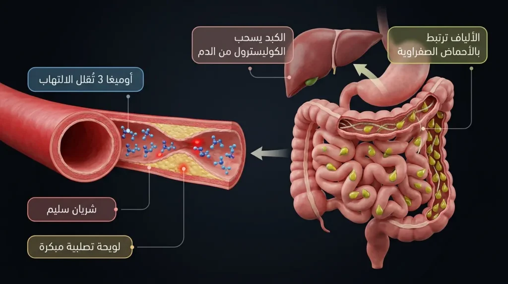 رسم طبي ثلاثي الأبعاد يوضح آليتين لحماية القلب بواسطة بذور الشيا: ربط الألياف بالأحماض الصفراوية لخفض الكوليسترول وتأثير أوميغا 3 المضاد للالتهاب في الشرايين