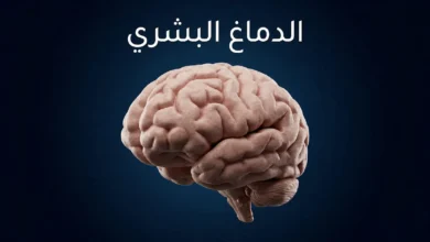 صورة غلاف ثلاثية الأبعاد واقعية للدماغ البشري على خلفية زرقاء داكنة مع عنوان الدماغ البشري