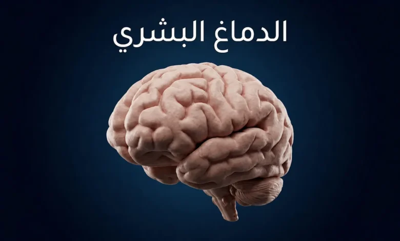 صورة غلاف ثلاثية الأبعاد واقعية للدماغ البشري على خلفية زرقاء داكنة مع عنوان الدماغ البشري