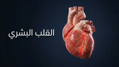 صورة غلاف ثلاثية الأبعاد واقعية للقلب البشري تُظهر الشرايين التاجية على خلفية زرقاء داكنة مع عنوان القلب البشري