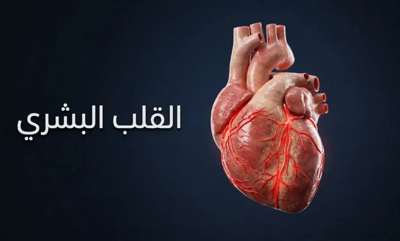 صورة غلاف ثلاثية الأبعاد واقعية للقلب البشري تُظهر الشرايين التاجية على خلفية زرقاء داكنة مع عنوان القلب البشري